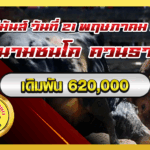 ดุกด้างแซมนำทรัพย์จอมราวีvsนิลงามโคราชา(อ้ายสายฟ้า) สนามควนธานี 21 พ.ค. 2568